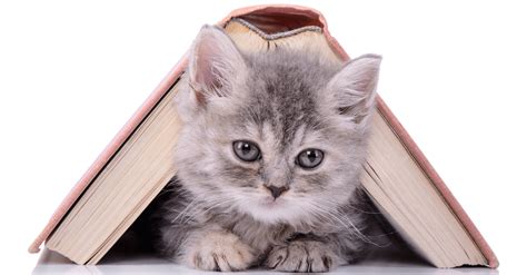 7 Great Books For Cat Lovers Of All Ages Better Reading