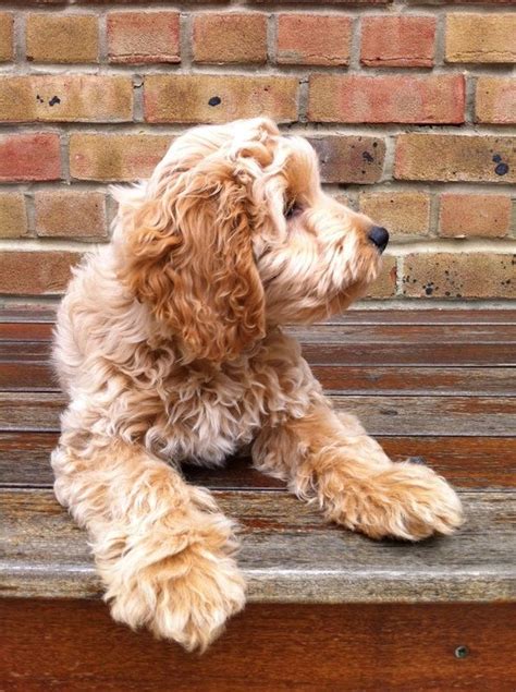 Photo Gallery Of Cockapoo Puppies Submitted By Members Of The Cockapoo