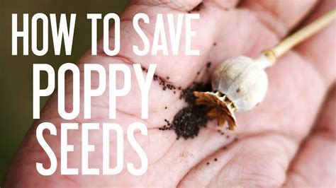 Gardeners.com has been visited by 10k+ users in the past month How to Save Poppy Seeds - YouTube | Poppies, Planting ...