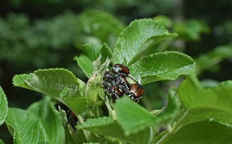 Fight Back Against Japanese Beetles How To Rid Hydrangeas Of These