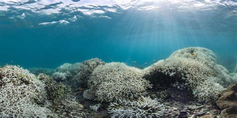 Corals Are Dying On The Great Barrier Reef