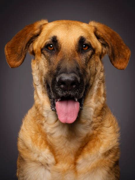 Blonde German Shepherd Stock Photos Pictures And Royalty Free Images