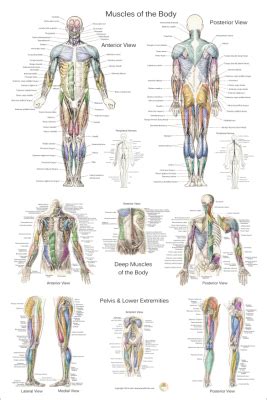 Label the indicated anterior muscles of the body. Anatomical Charts and Posters 24 X 36