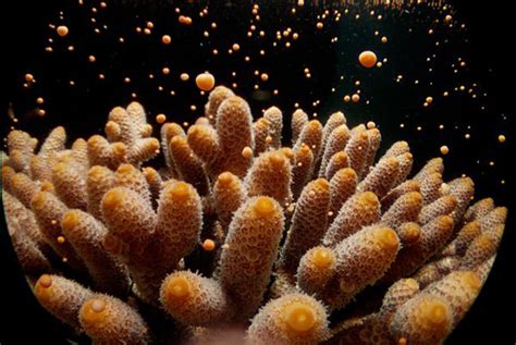 Great Barrier Reef Coral Spawning Guide Divers Den