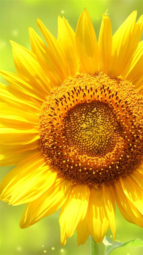 Yellow Sunflower Wallpapers 77 247 Sunflower Photos And Premium High