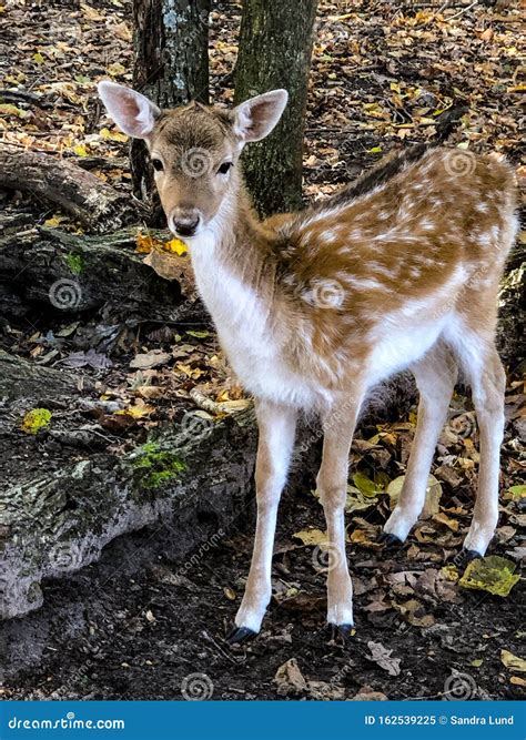 Small Baby Sika Deer At Wildlife Zoo Stock Image Image Of Baby