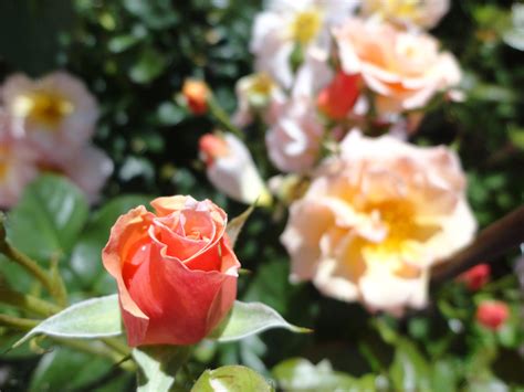 Rose "Scented Whisper"