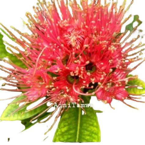 Bunga yang memiliki nama latin rosa sp dari genus rosaceae ini, biasanya ditemukan di. Tanaman Hias Xanthostemon / Tanaman Hias hias Santos Lemon ...