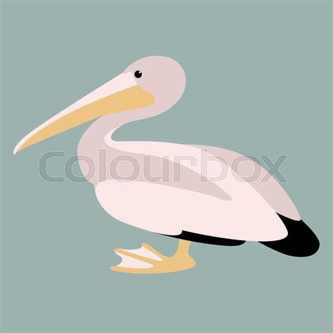 Pelican Vector Illustrationflat Style Stock Vector Colourbox