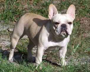 Our akc french bulldog (frenchie) puppies are ready for deposit. French Bulldog Puppies - French Bulldog Breeders - AKC ...