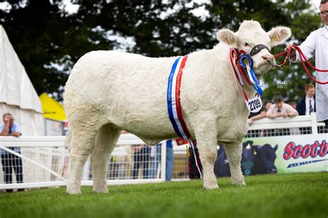 Royal Highland Show 23rd 26th June 2022 The British Charolais Cattle