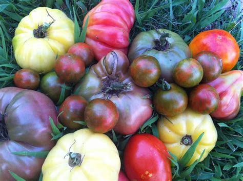 10 Tomato Growing Tricks You Need To Start Using Growjourney