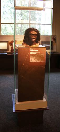 Homo Erectus Adult Female Head Model At Actual Height Of Flickr