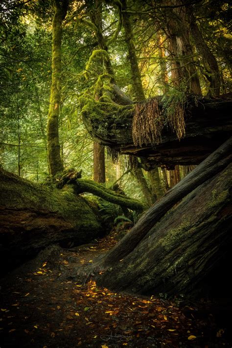 Redwood Forest California 7952 5304 Oc Andrewshaphoto Ift