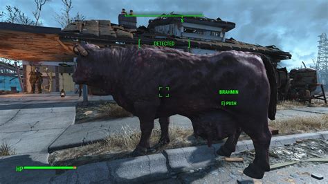Brahmin Tipping At Fallout 4 Nexus Mods And Community