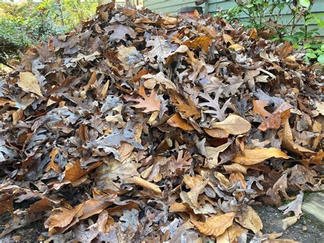 Its Called Leaf Litter But Its Not Garbage Six Reasons To Leave