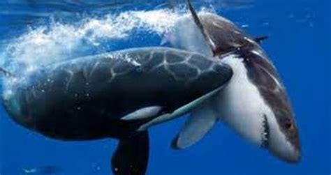 For Some Reason Killer Whales Are Horrifically Murdering Great White