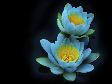 Free Download Water Lily 1920x1440 Wallpaper Download Page 319016