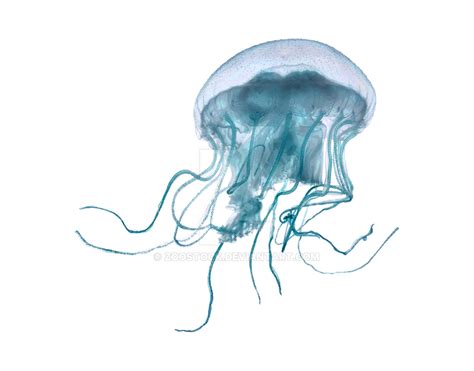 Teal Blue Jellyfish Png Ocean Creatures Clipart Instant Download With