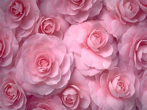 Pastel Pink Flower Desktop Wallpapers Top Free Pastel Pink Flower