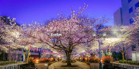 Cherry Blossom Tree At Night Id 105816329