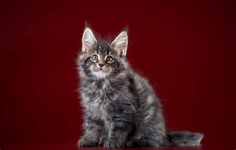 Cats Maine Coon Kittens Glance Hd Wallpaper Rare Gallery