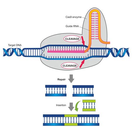 CRISPR Cas The Gene Editing Tool Changing The World American Biotech News