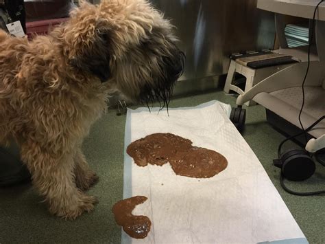 How To Make A Dog Vomit Hydrogen Peroxide