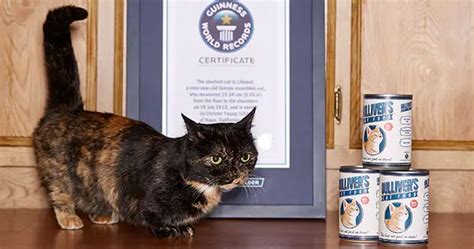 International Cat Day Ten Purr Fect Record Breaking Felines Guinness World Records