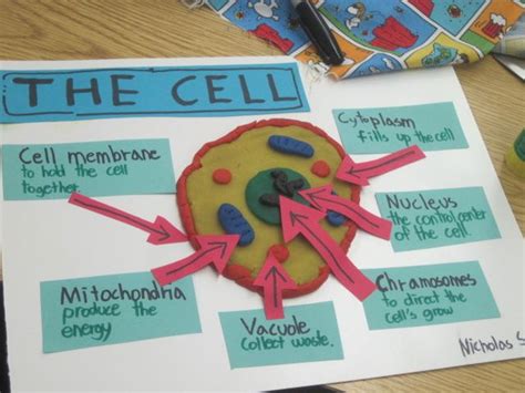 3d Cell Poster 3d Animal Cell Model Project Ideas Plant Cell Project