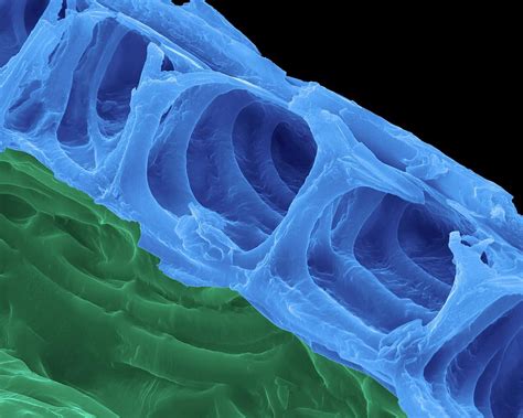 The cell wall is a fibrous layer that covers the surface of plant cells. Plant Epidermis Cellulose Cell Walls Photograph by Dennis ...