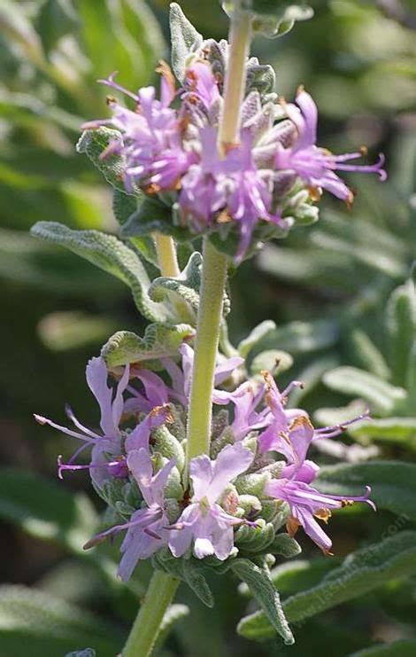 Salvia Leucophylla Purple Sage Salvia California Native Plants