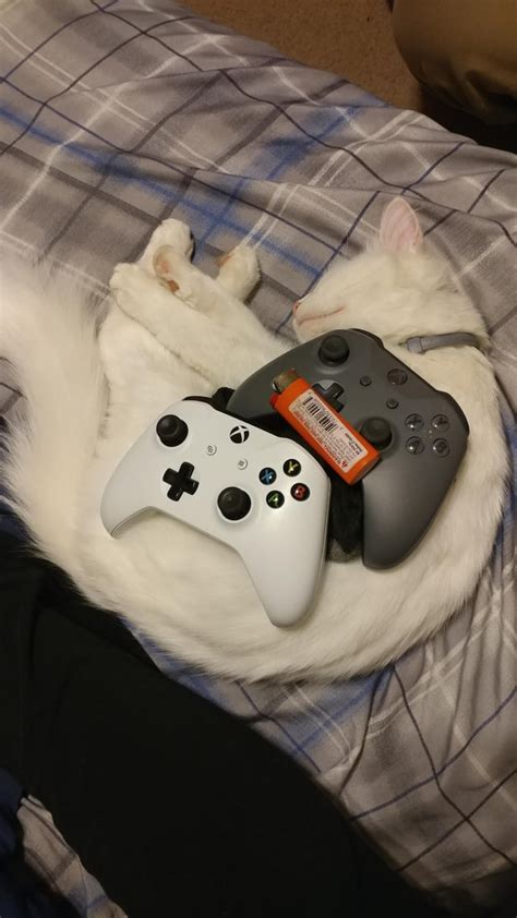 Xbox Cat Stuffoncats