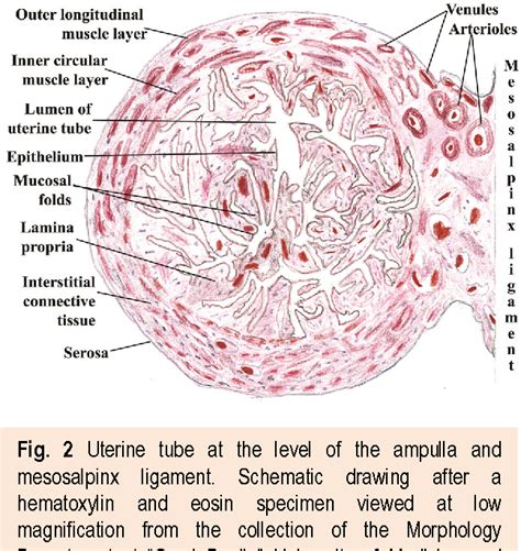 Fallopian Tube Histology Labeled