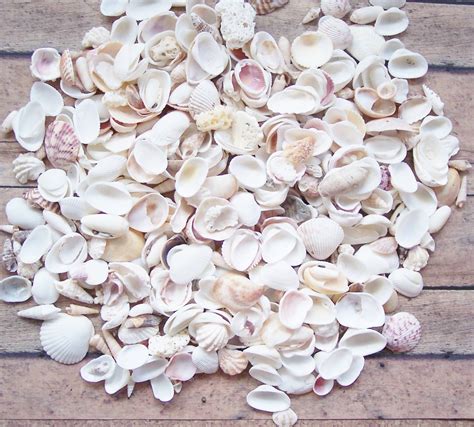 4 Lb Bulk Craft Shells Seashells Florida Beach Decor