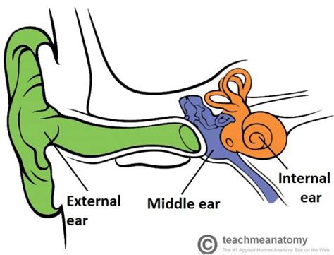 The Middle Ear Parts Bones Muscles Teachmeanatomy