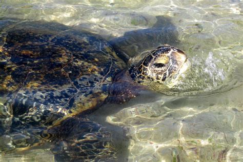 O Ahu Turtle Beach Laniakea Also Known As Lani S Beach O Flickr