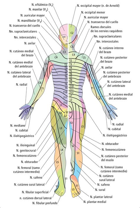 Inervación Segmentaria De La Piel Y Distribución Cutánea De Los Nervios