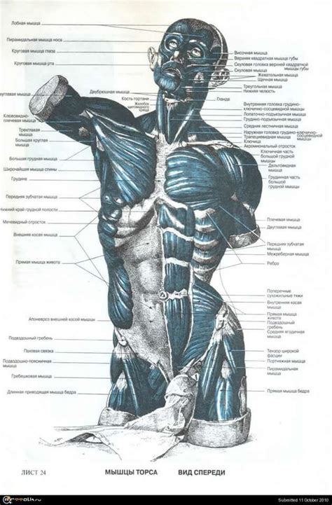 анатомия человека мышцы для художников: 19 тыс изображений найдено в ...