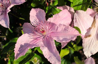 A mail order nursery in athens, georgia specializing in vines, with a fantastic assortment of clematis. Clematis 'Hagley Hybrid' | Clematis, Plants, Garden news