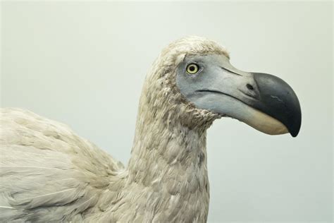 Resurrected From Extinction: Celebrating 3 ‘Lazarus’ Species That Were