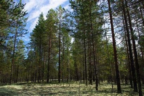 Komi Forest 9 Beautiful Natural Wonders Of Russia
