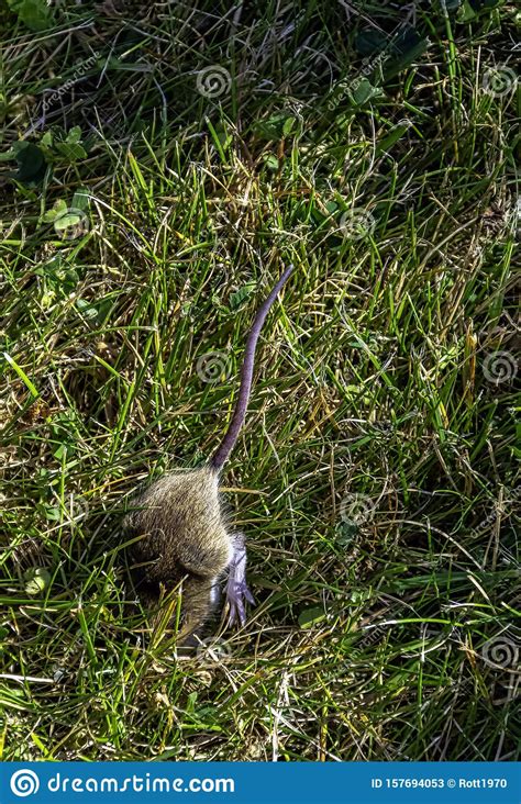 Get information about paul young, a bank of america credit solutions advisor in walnut creek, ca. Young Bank Vole Hidden In The Grass Stock Image - Image of ...