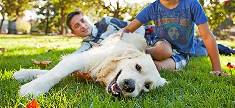 Desexing Your Pet Benefits And Best Age Vetkind Pty Ltd