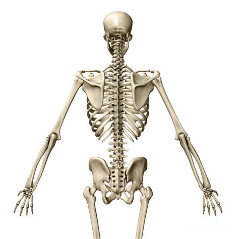 Human Skeleton Posterior View Photograph By Evan Oto Fine Art America