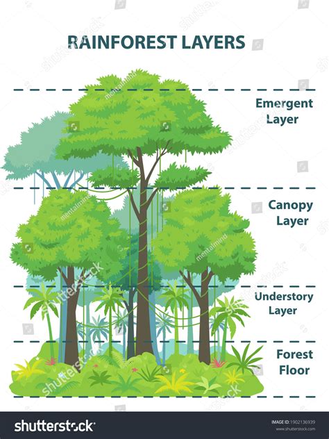 3407 Rainforest Layers Images Stock Photos 3d Objects And Vectors