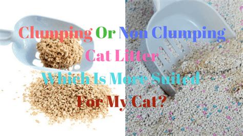 Number 3 is a good one! Clumping Or Non Clumping Cat Litter, Which Is The Right One?