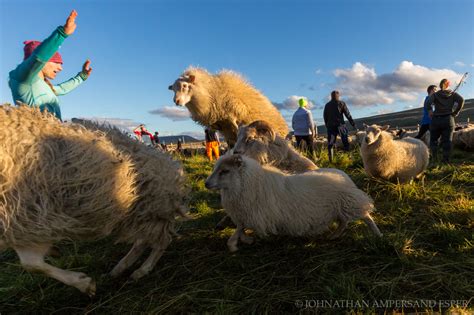 Sheep Running And Leaping At The Annual Autumn Sheep Roundup In