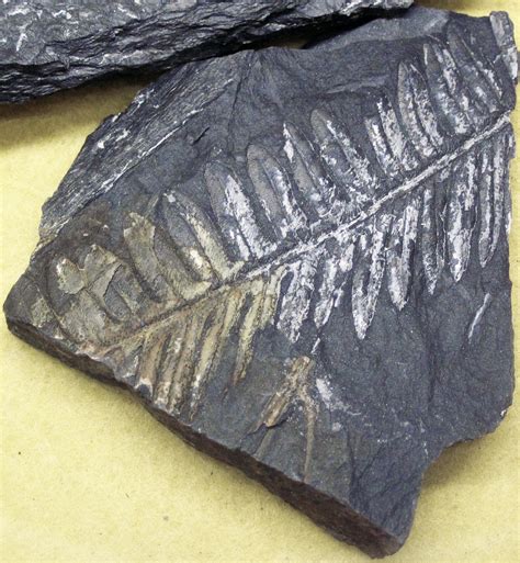 Fossil Plant In Carbonaceous Shale Top Of Pottsville Formation Middle