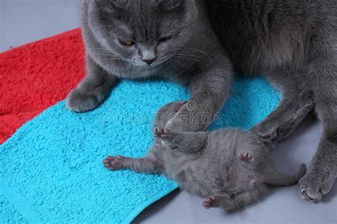 They are ready now for their forever homes. British Shorthair Blue Kitten Lying On The Floor Stock ...